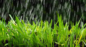 Bewässerung mit Regen- oder Grundwasser